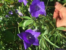 6B74737D-BA33-4CA8-B11F-F62DF5710A5C