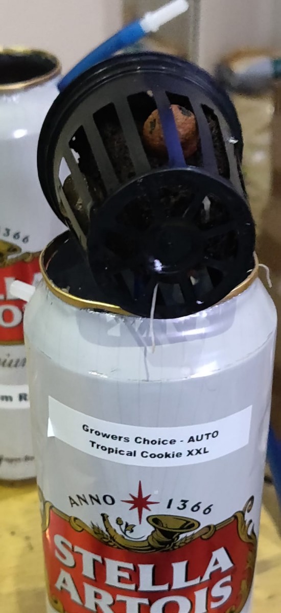 Day3-Blue-Stella-On-Tap