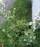 9B2DB9AC-0EBF-404C-B2D8-817133353636