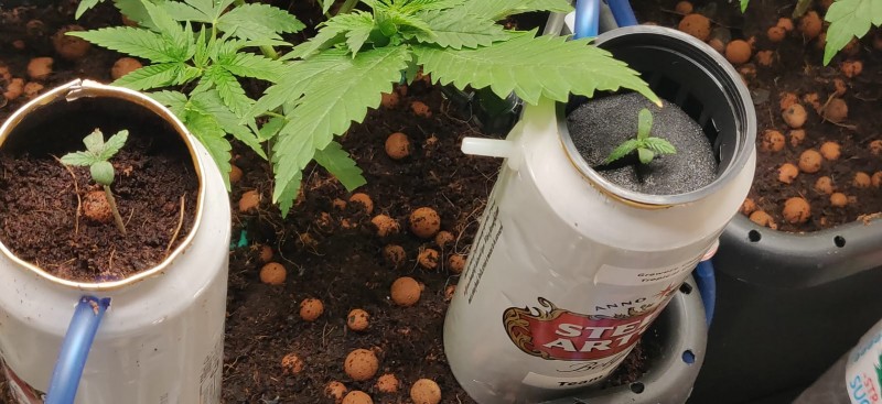 OneWeekOldBrokenHydroStem2