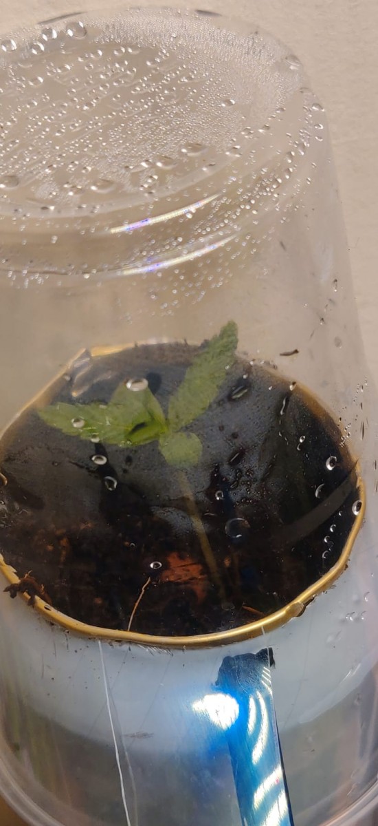 12daysOldCoccoAttempt