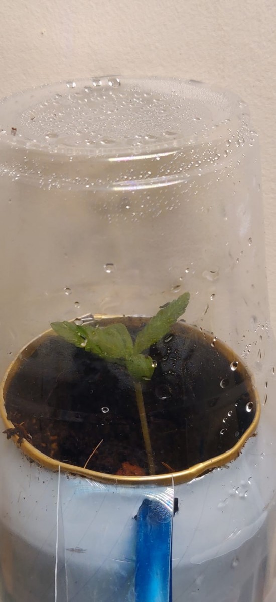 12daysOldCoccoAttempt2