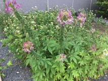 F8E2B488-7224-4E36-B6E3-348D5F5B619D