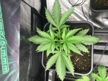 3AB3D2C3-0F89-4BEE-B28E-8292F06F1DAB