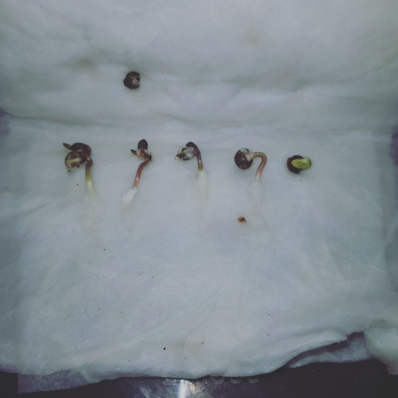 IMG_20200724_093450_903