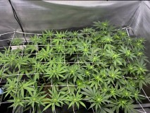 7A9106A4-A41B-4548-8F10-9602470E98E3