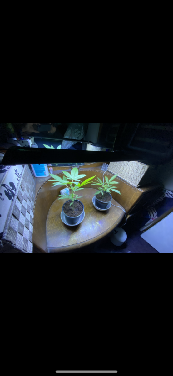 A8A52AE1-F96F-4702-8D77-28331E97C2A2