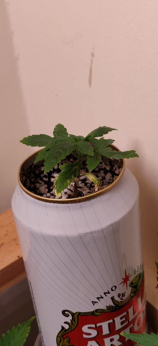 b52b6623-c3a2-4ee5-b965-335d9ada863b