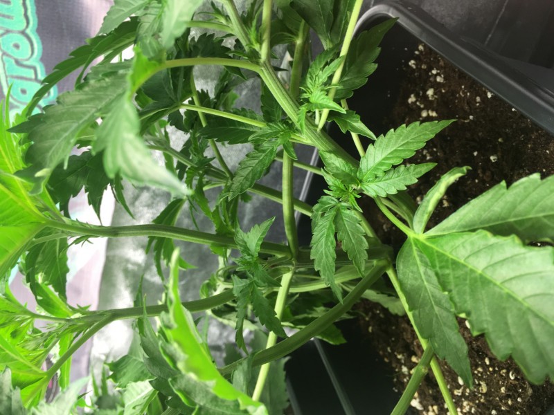 FF7B6403-C4BC-4E83-8429-C080162EFD36