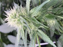 45B12B13-E26C-4C55-88CB-909574A3E606