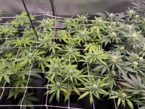 9611B225-AD4D-4CAD-9680-F9C159ED6CE6