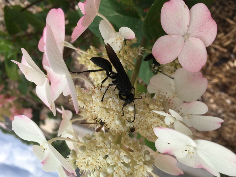 20A60089-786B-4FF8-B25A-79A80BAF8BD9