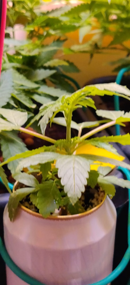 TropicalCookies33DaysSnap2