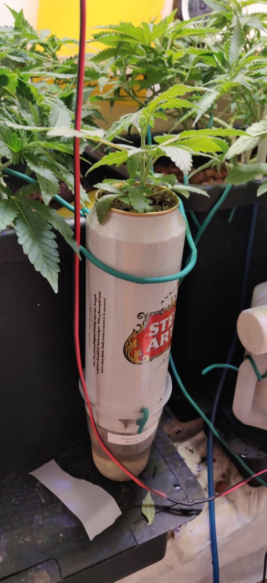 TropicalCookies33DaysSnap