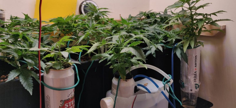 TropicalCookies33DaysOld