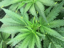 99B090BD-71ED-4BCC-99B3-7A70C7D2399F