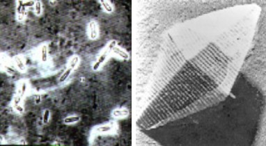 bactillus thuringiensis kurstaki