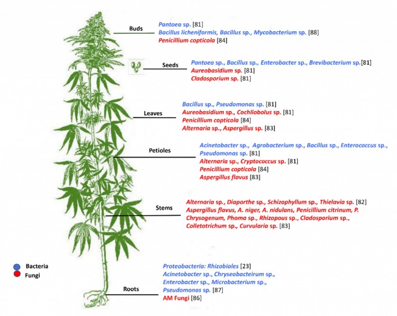The most common endophytes harboured in different tissues of Cannabis sativa plants obtained from different geographical locations