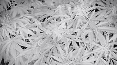 AC882EBA-DAE0-41B7-8706-E9756A645F60