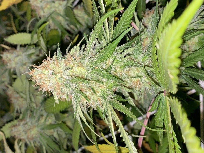 7A821858-927B-450F-A386-D38C7BBD30BB