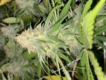 7A821858-927B-450F-A386-D38C7BBD30BB