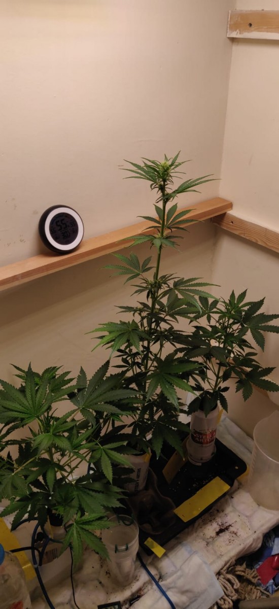 48DaysOld-Tropical-Cookies