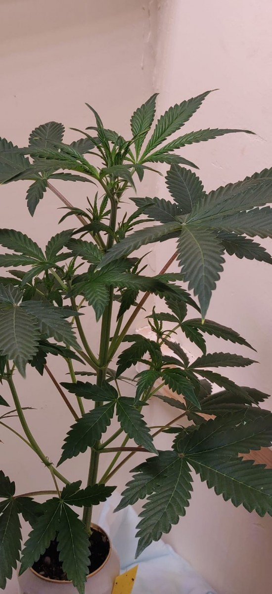 48DaysOld-Snap-Team-Coco-Perlite