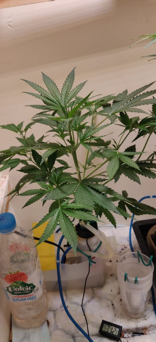 48DaysOld-Hydro-Team-Blue