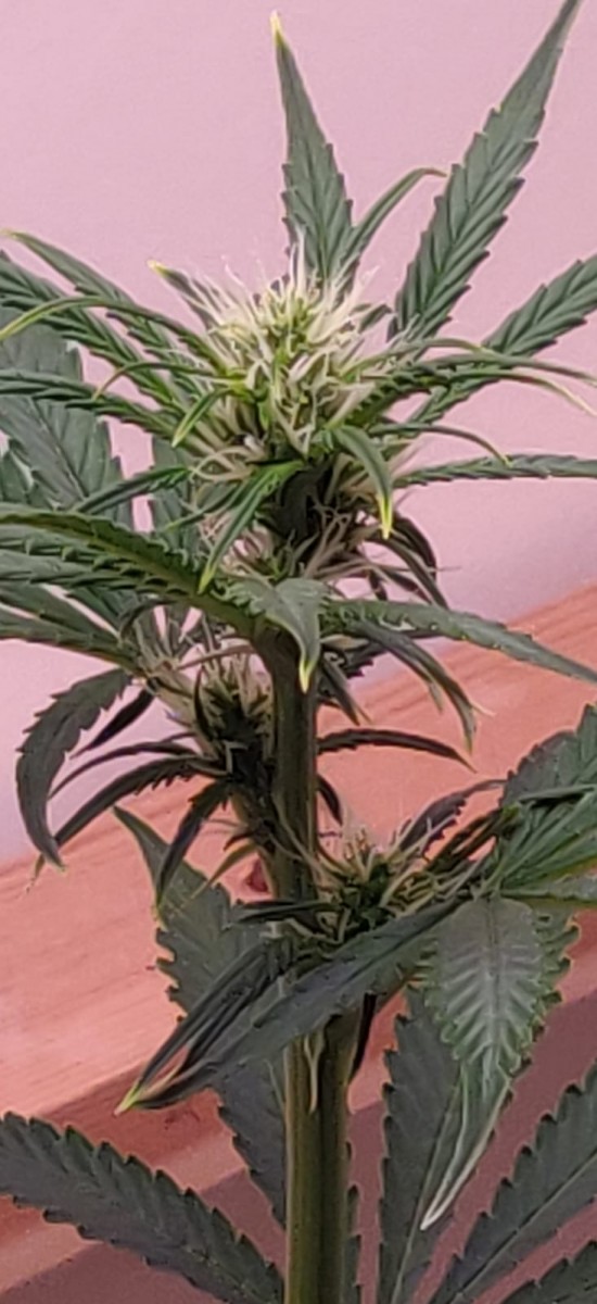 48DaysOld-Coco-Team-Red