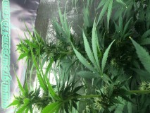 8E1EA067-66D9-4CE3-A70A-786691850E1C