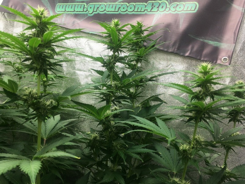 A216AD96-A418-4D08-865E-2F917C3AC484