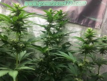 A216AD96-A418-4D08-865E-2F917C3AC484