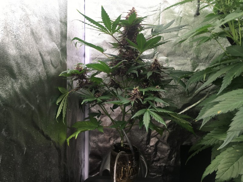 61075D66-66D5-45A1-A778-7C3AA71BC9F9