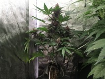 61075D66-66D5-45A1-A778-7C3AA71BC9F9