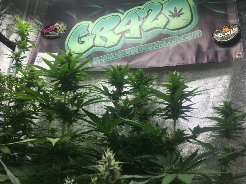 0A0B3694-53C8-42B0-96ED-C78B70F150BC