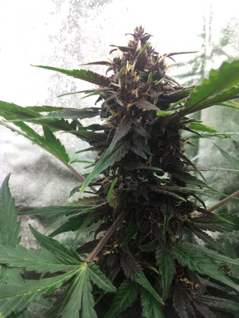 C83E465F-6A48-49F7-8ADA-9A835DFF2179