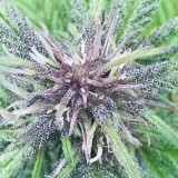 D9450012-8A43-4D54-9BA5-EF798EC259EB