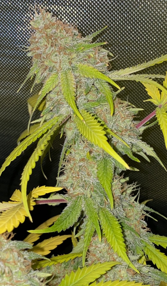 F8EFC558-791A-4CEF-9AA2-613C122DD696