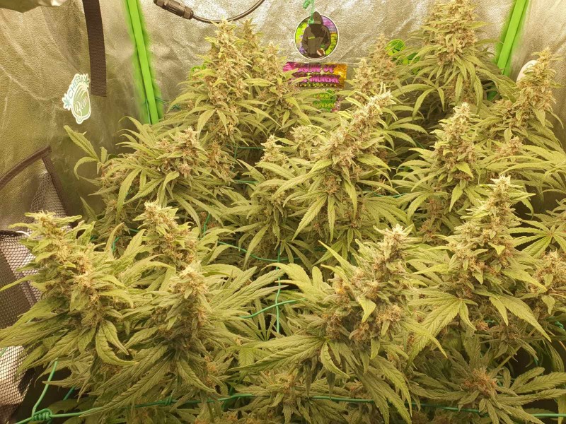 15992141820891112023516416691928