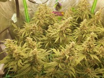 15992141820891112023516416691928