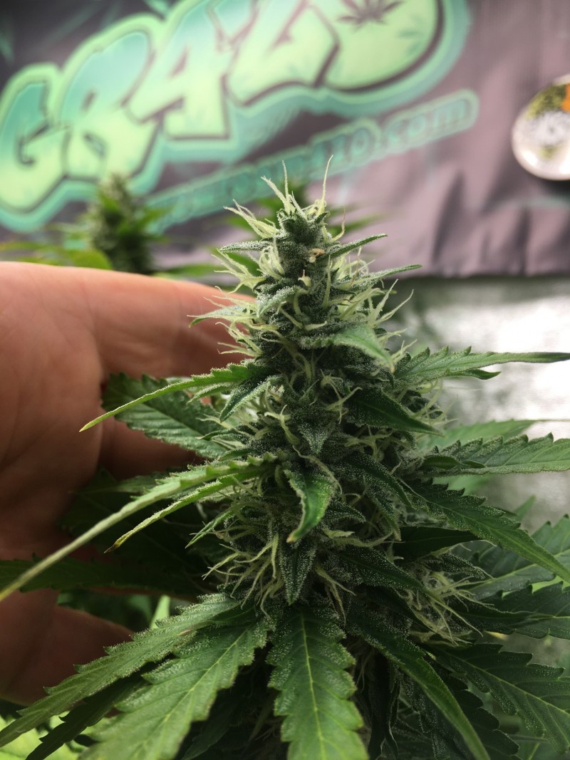 D6DEA233-B45F-48AF-A17D-4D7890B7BD12