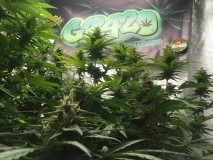 EEB391B6-ED78-4CC2-8109-3458976A1FCB