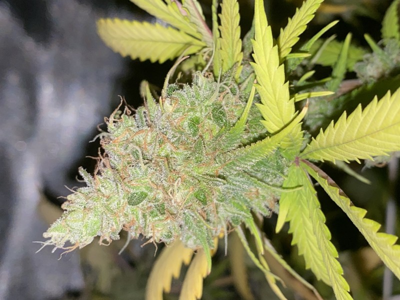 CBB86D7C-E2FE-49D5-B974-0F51FB211BAD