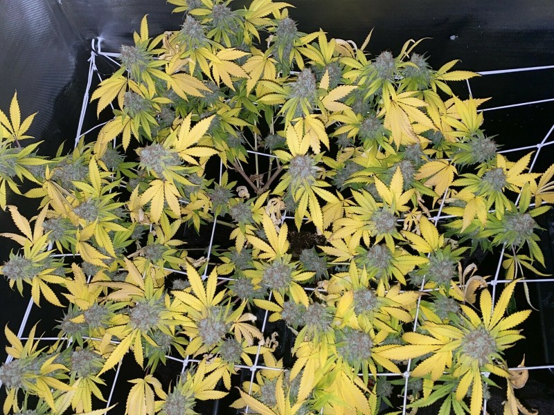 735AA550-D32C-489D-88C5-E3FECE20849E