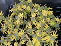 735AA550-D32C-489D-88C5-E3FECE20849E