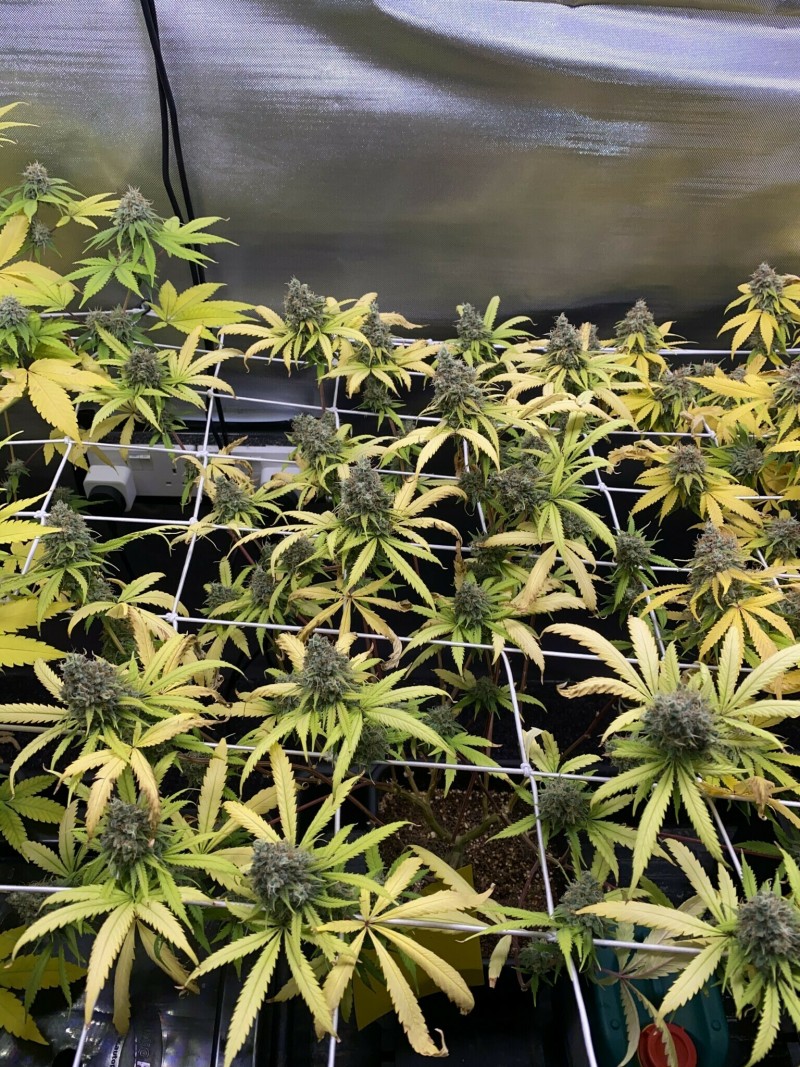 0CEAAE20-8285-46A3-BCF4-6EAC508237F1