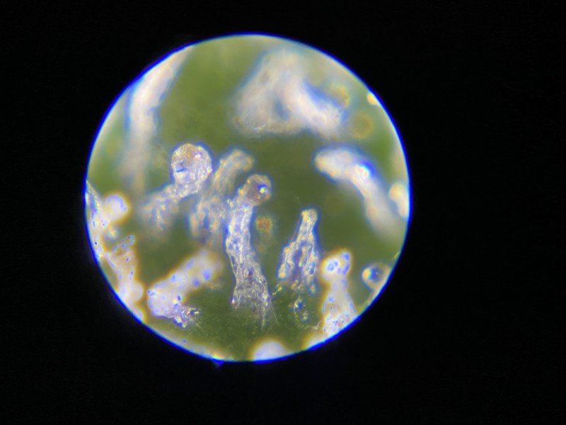 51B8010D-0DBF-4C59-8690-32DF7578FB3F