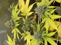 D556F1CD-20BC-436B-ABD0-EF82572980B2