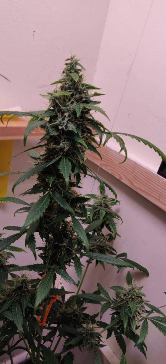 54ea1c78-95d0-4a08-82e1-b6e5858af61f