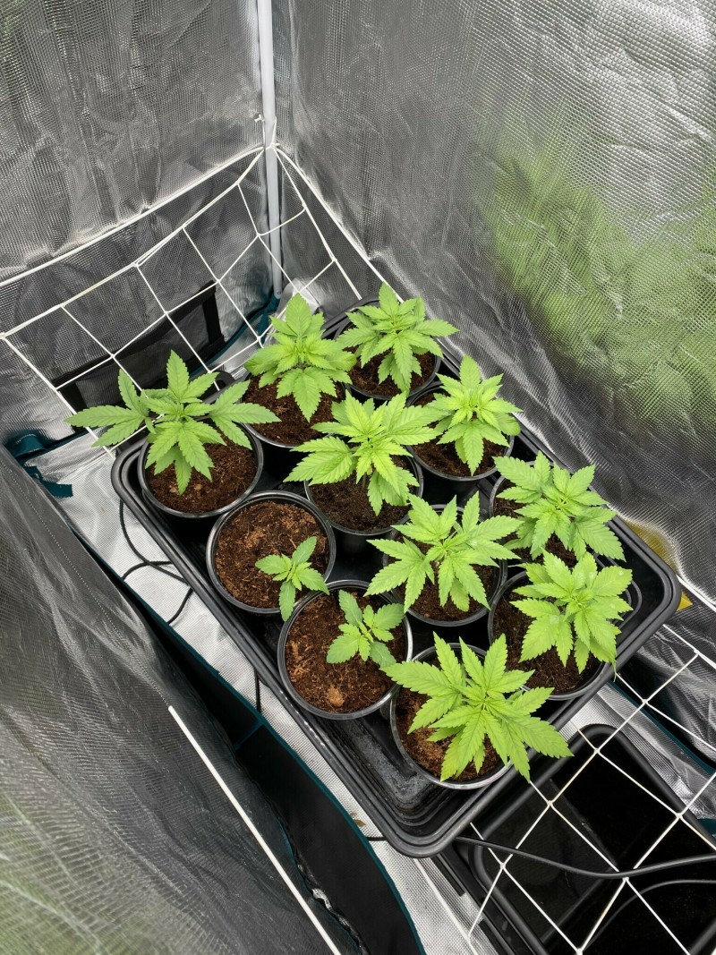 00D18CD1-93E2-4253-87D7-B705F2A9DCDC